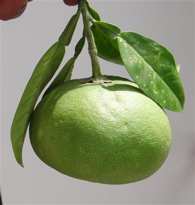 Citrus maxima